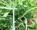 爆速🌱豆苗としめじ🍄🟫喫茶店コンソメソテー和製洋食作り方1写真