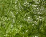 緑が綺麗なジェノベーゼ作り方3写真