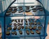 干し芋作り方5写真