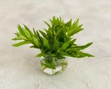ハーブで爽やか！エビと夏野菜マリネ作り方1写真
