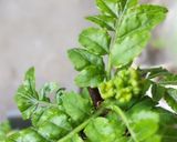 色を残した花山椒の塩漬け　保存法作り方1写真