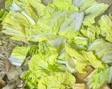 ワンパン 白菜と豚こまのすき焼き風煮物作り方19写真