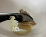 鶏肉出汁と賄い鶏甘辛煮作り方11写真