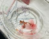 残念！桜餅だと思ったら桜葉おにぎり🌸🍙🤣作り方8写真