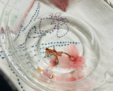 残念！桜餅だと思ったら桜葉おにぎり🌸🍙🤣作り方8写真
