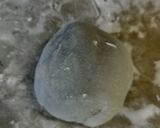 シャインマスカット大福🍇🍡作り方11写真