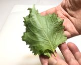 夏のダイエット麺・梅納豆おろし蕎麦作り方13写真