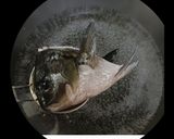 身も心も温まるメジナとイサキの味噌汁作り方11写真
