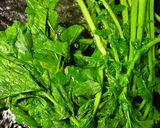 大根葉の甘辛炒め作り方1写真