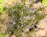 炭火焼鶏のおつまみポテサラ☆作り方7写真