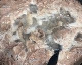 コク旨♡とろとろ牛すじ大根作り方2写真