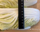 箸休めに⭐︎白菜の和風ザワークラウト作り方1写真