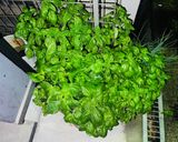 新鮮なアジで芽ねぎと大葉と梅のなめろう作り方1写真