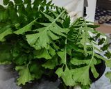 大根のよごし作り方1写真