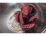 たこの下処理★動画あり★作り方22写真