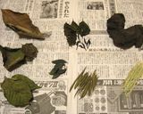 ハ茶芽茶作り方4写真