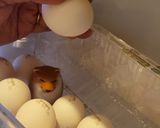 温泉卵作り方4写真