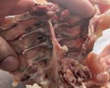 黄金色の本格鶏ガラスープ(青湯スープ)作り方2写真