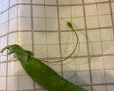 絹さやの筋取り作り方1写真
