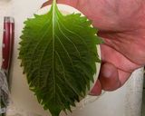 【5分で簡単】プッチン茶碗蒸し作り方1写真