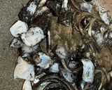 釣って来たヤリイカでイカ墨パスタ作り方9写真