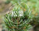 山ももと梅と松葉の酵素ジュース作り方3写真