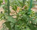 ボルゲーゼ🍅の自家製セミドライトマト作り方16写真
