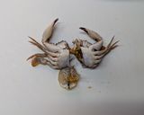 丸蟹（ヒラツメカニ）の炊き込みご飯作り方3写真