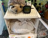 米麹の作り方作り方10写真