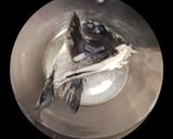 身も心も温まるメジナとイサキの味噌汁作り方11写真
