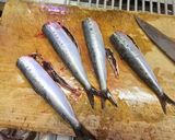 イワシの手開きで イワシ巻き作り方1写真