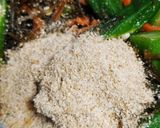 ほんのり甘い♪オクラと昆布のごま和え作り方7写真