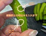 【夏の副菜】ししとうと蒟蒻の香味油炒め作り方7写真