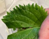 【簡単5分】山形のだし作り方5写真