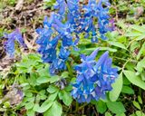 エゾエンゴサクと水菜と新玉ねぎのサラダ作り方1写真