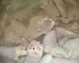 鶏レバーの甘辛煮作り方2写真