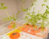 【再生野菜】にんじんの葉っぱ栽培作り方6写真