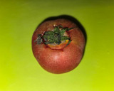 簡単おつまみ　トマトのキムチ和え作り方1写真