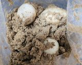 糠漬けサラダ作り方1写真