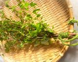 オレガノオイル　天然の抗生物質の効果！作り方13写真
