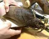 和えるだけ!タケノコの塩麹ナムル作り方5写真