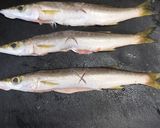 カマスの塩焼き（初心者向け魚の焼き方）作り方4写真