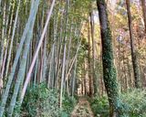簡単　タケノコでメンマ作り作り方1写真
