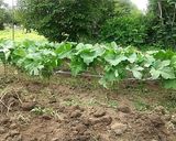 オクラ大量消費！焼肉のタレで炒めもの！作り方1写真