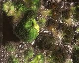 揚げブロッコリー【ペッパー&チーズ】作り方3写真