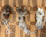 ミミイカの塩茹で作り方2写真