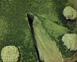 抹茶✕緑茶Rikyu1000ミルクレープ作り方3写真