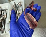 横浜発♡小鰯で自家製アンチョビと魚醤作り方1写真