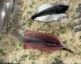 簡単！ヘルシー！！鰯のオーブン焼き作り方1写真