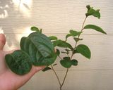 ハ茶芽茶作り方3写真